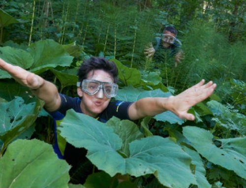 Auf Tauchgang im Waldmeer