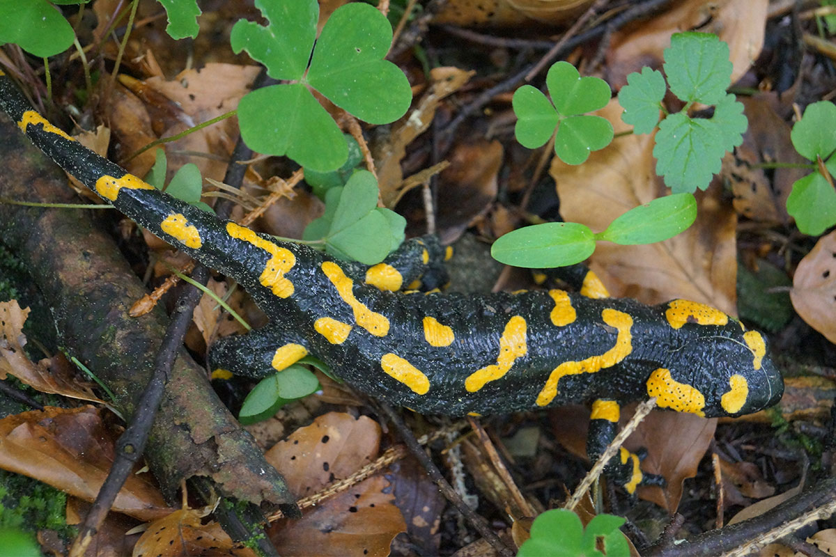 Feuersalamander Der Verein