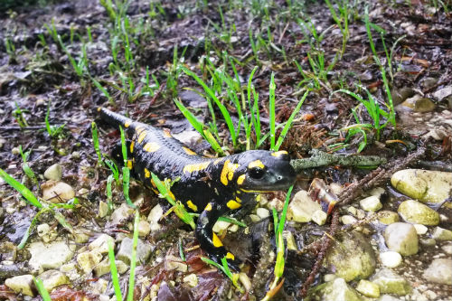 Feuersalamander Feuersalamander