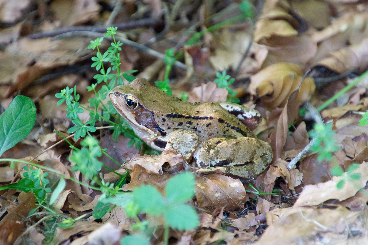 Amphibien Umweltbaustelle