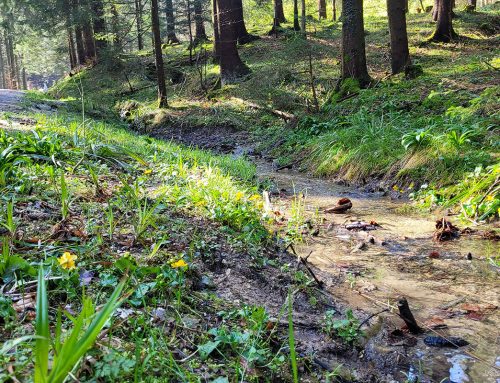 Waldbaden und QI GONG