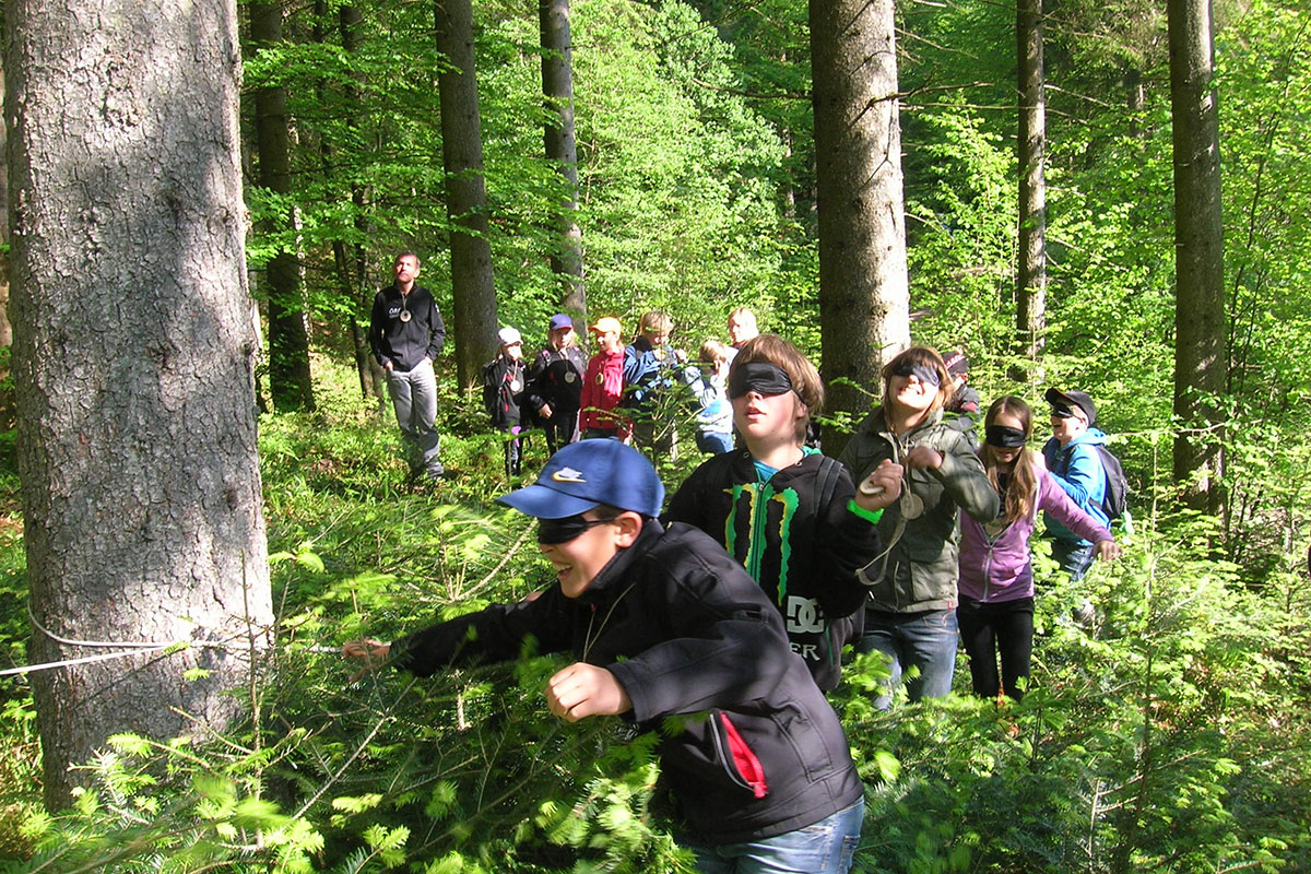 Auf Tauchgang im Waldmeer