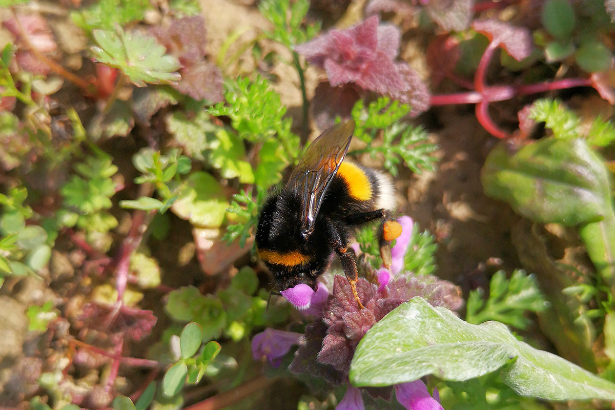 Erdhummel_MartinSchlager